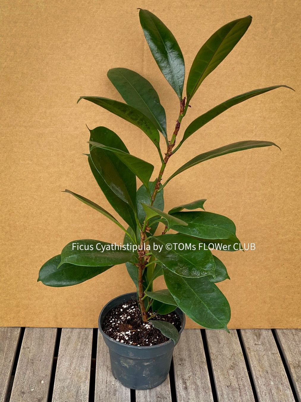 Pflanzen & Samen: Ficus Cyathistipula - afrikanischer Feigenbaum - 70-90cm – Neu und originalverpackt aus Adliswil von TAKEYOURPLANT 3