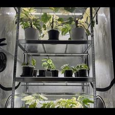 Profile image of RackPlants