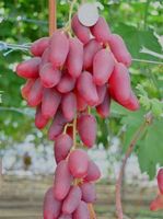 Vigne RARE (var. Dubovskii rose)  PLANT