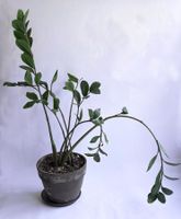 Zamioculcas*zamiifolia (Zamioculcas)*****