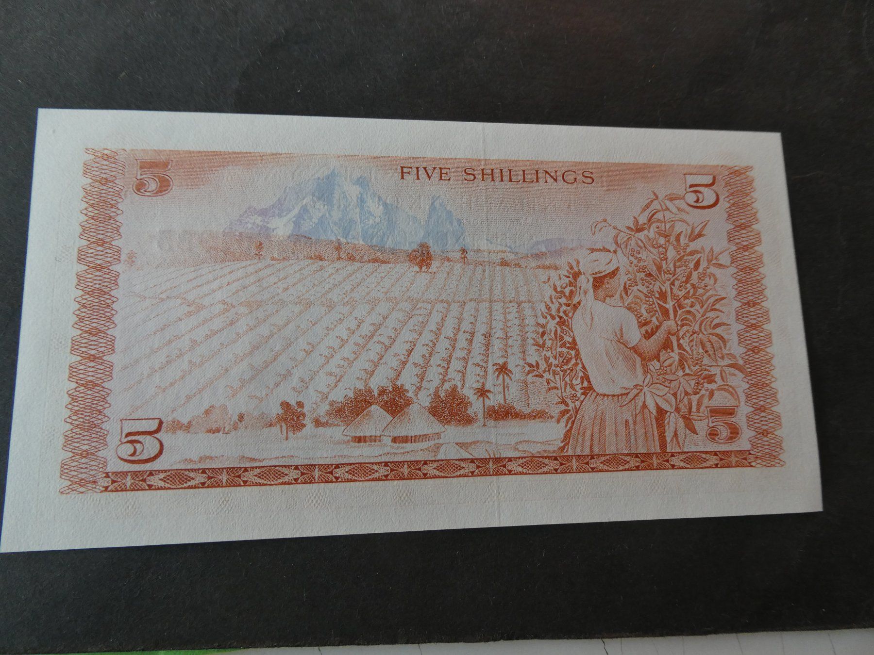 Banconote: Kenya 1978, 5 Shillingi  ungefaltet – Usato da Hinterforst venduto da Rohusri 1