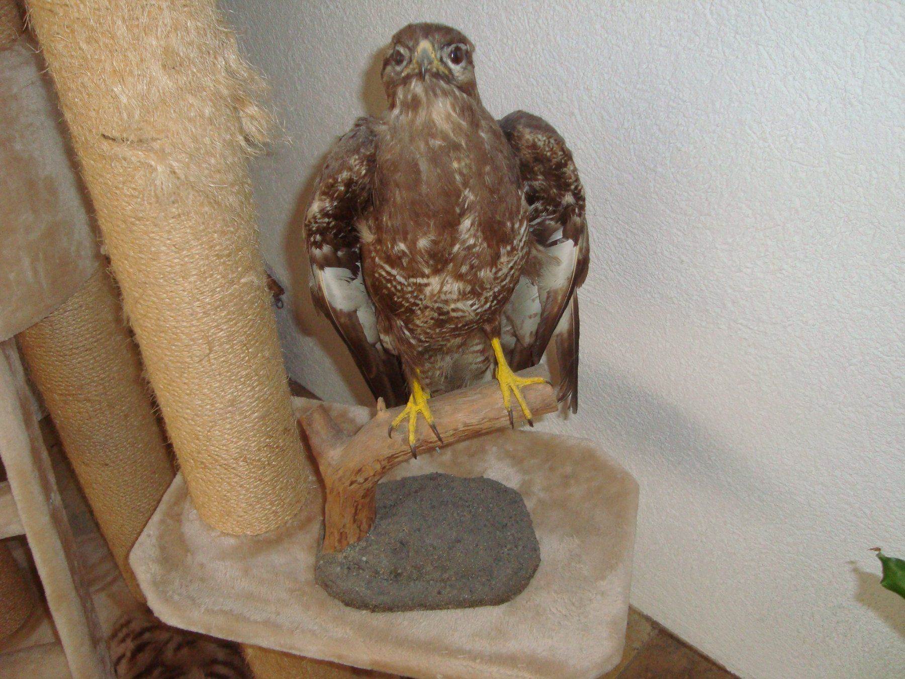 Welt der Tiere: mäusebussard – Gebraucht aus Münsingen von Grabliechtli 1