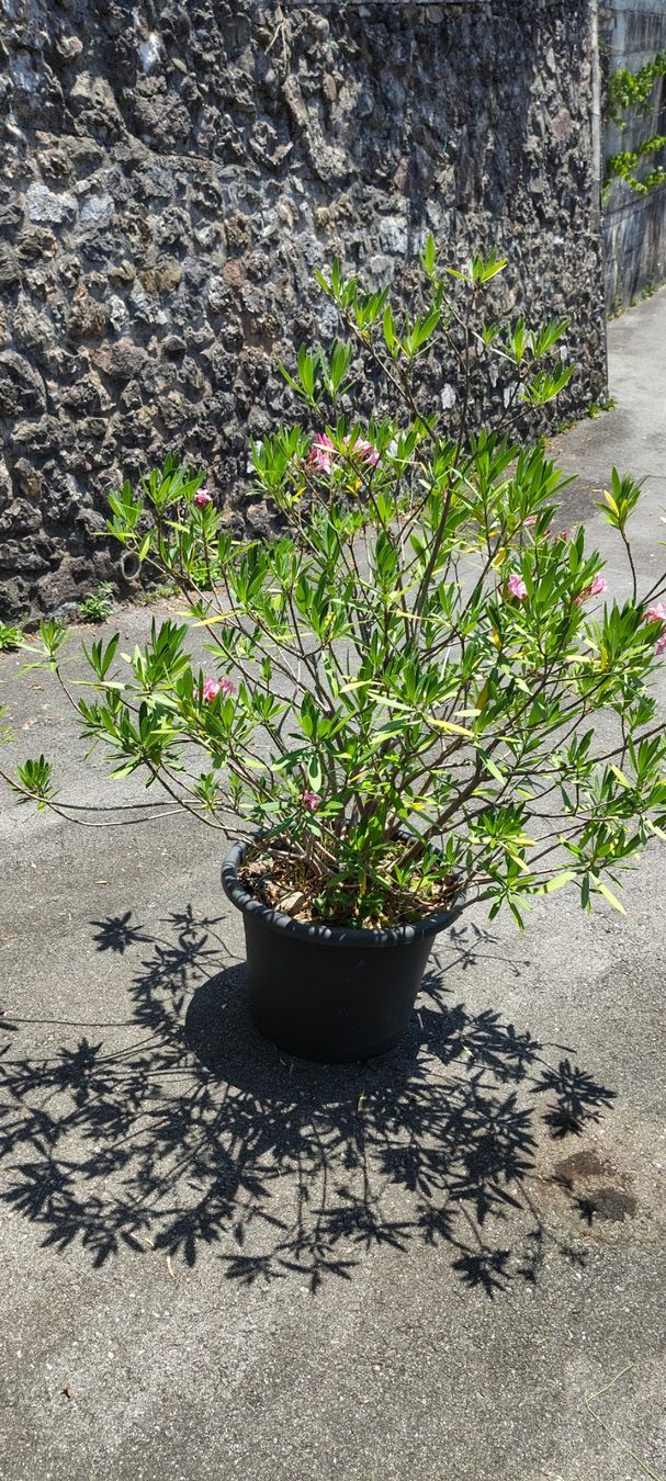 Piante & sementi: Grosser Oleander hellrosa – Usato da St.Gallenkappel venduto da lalique