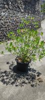 Grosser Oleander hellrosa