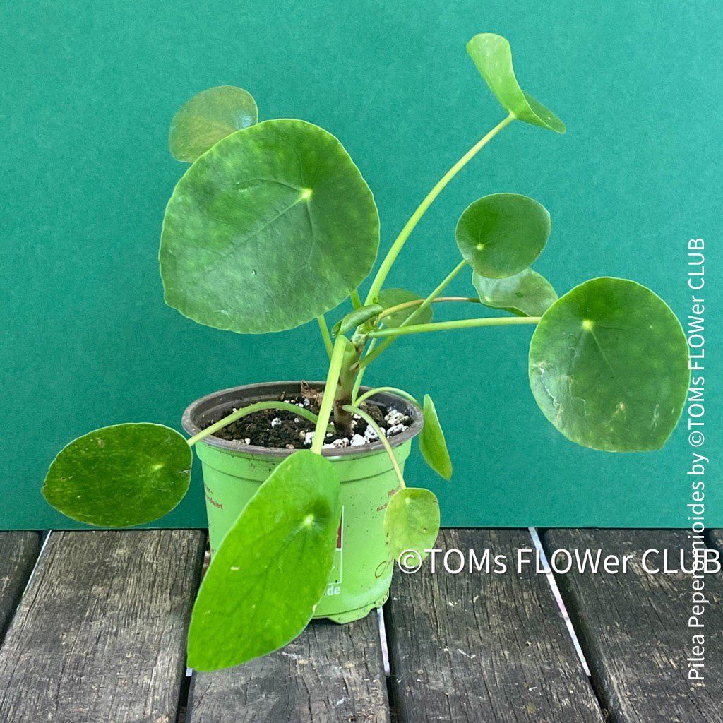 Piante & sementi: Pilea Peperomioides - 100% Bio-Anzucht – Nuovo e nell'imballaggio originale da Adliswil venduto da astom369 6