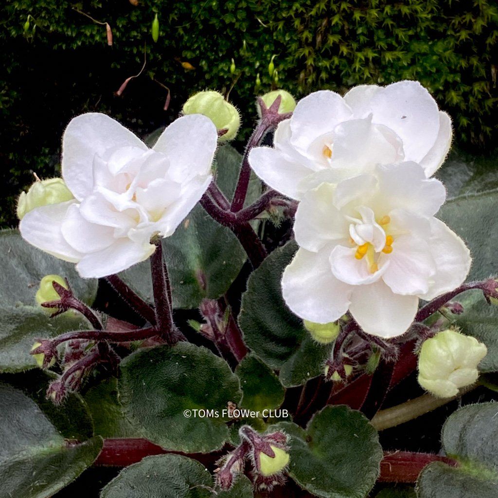Piante & sementi: Saintpaulia Ionantha / African Violet – Nuovo e nell'imballaggio originale da Adliswil venduto da astom369 3