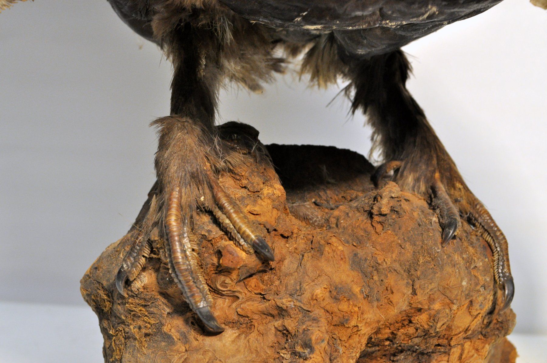 Il mondo degli animali: Grand tétras naturalisé – Usato da Neuchâtel venduto da Neuchatel 8