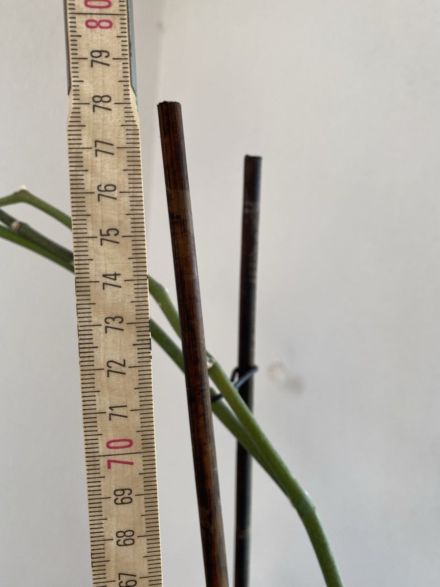 Piante & sementi: Grosse Orchidee Phalaenopsis weiss, 76 cm – Usato da Buochs venduto da H16 9