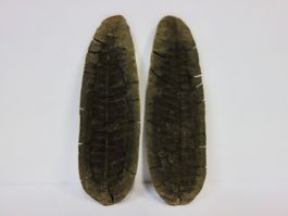 Versteinerte Pflanze Fossil FARN MAZON CREEK ILLINOIS USA