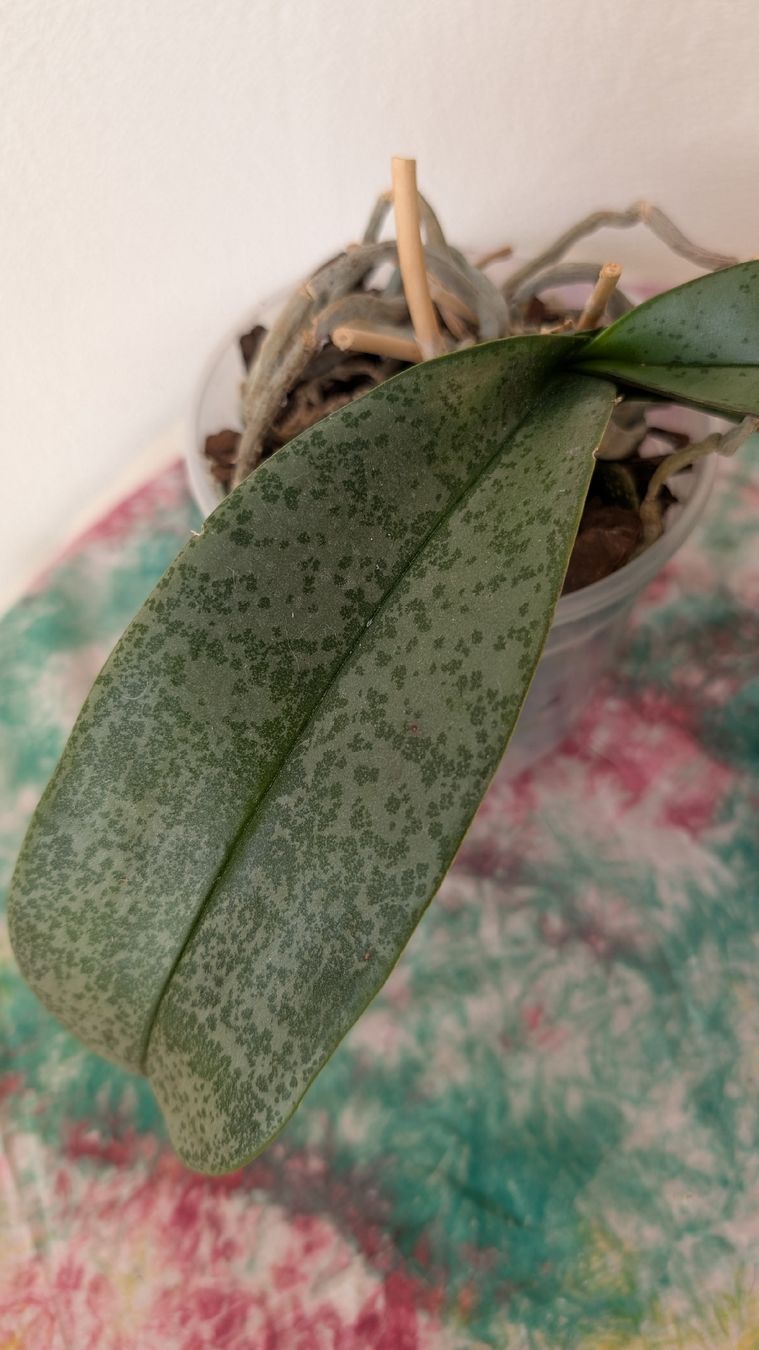 Piante & sementi: Phalaenopsis Orchidee Pinke Blüte – Usato da Untervaz venduto da Lyraia 1
