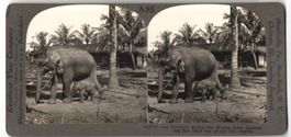 Stereo-Fotografie Keystone View Co., Mea