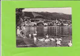 Zug am Alpenquai--belebt