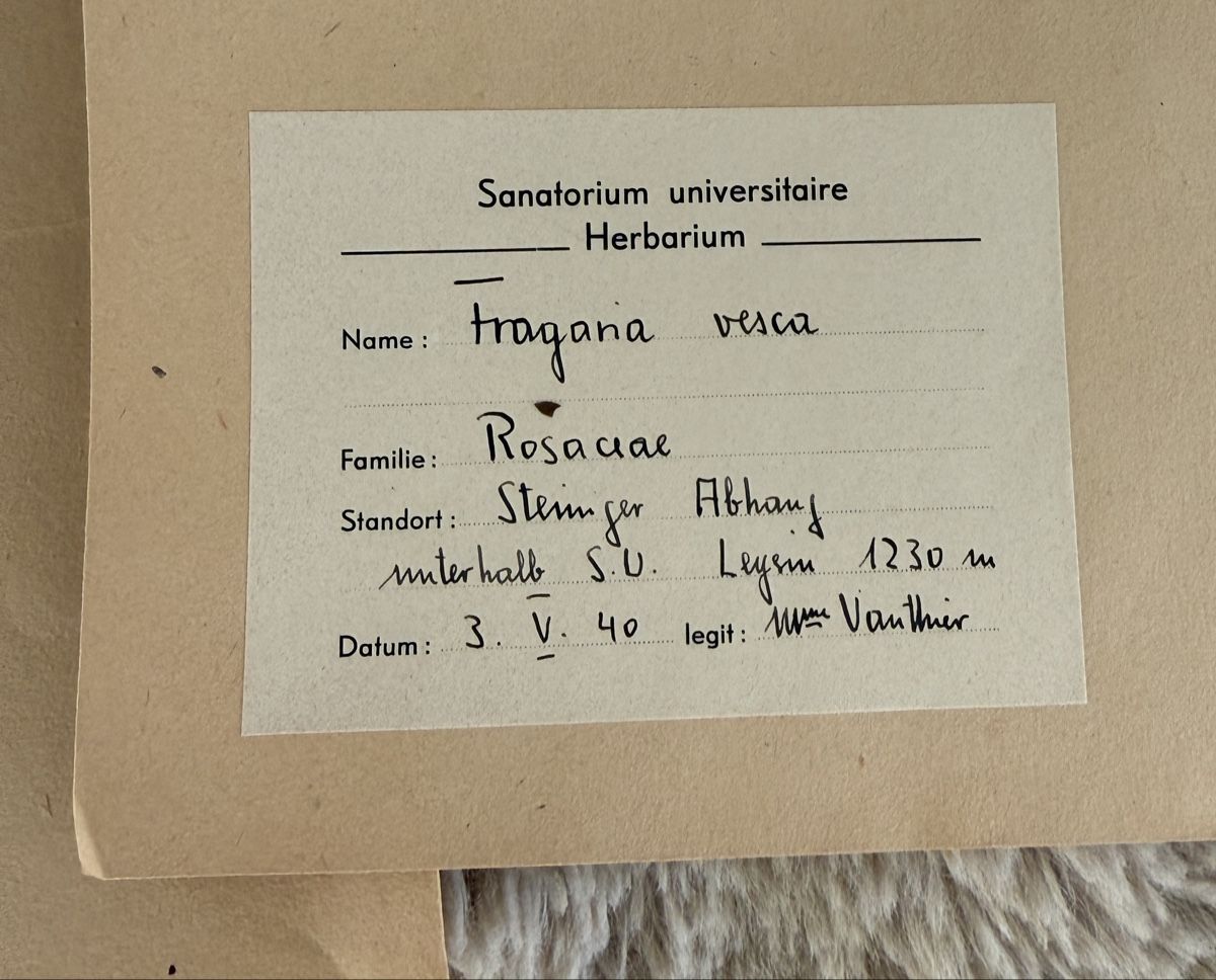 Pflanzen & Samen: Herbier – Gebraucht aus Veytaux von sevmontreux 8