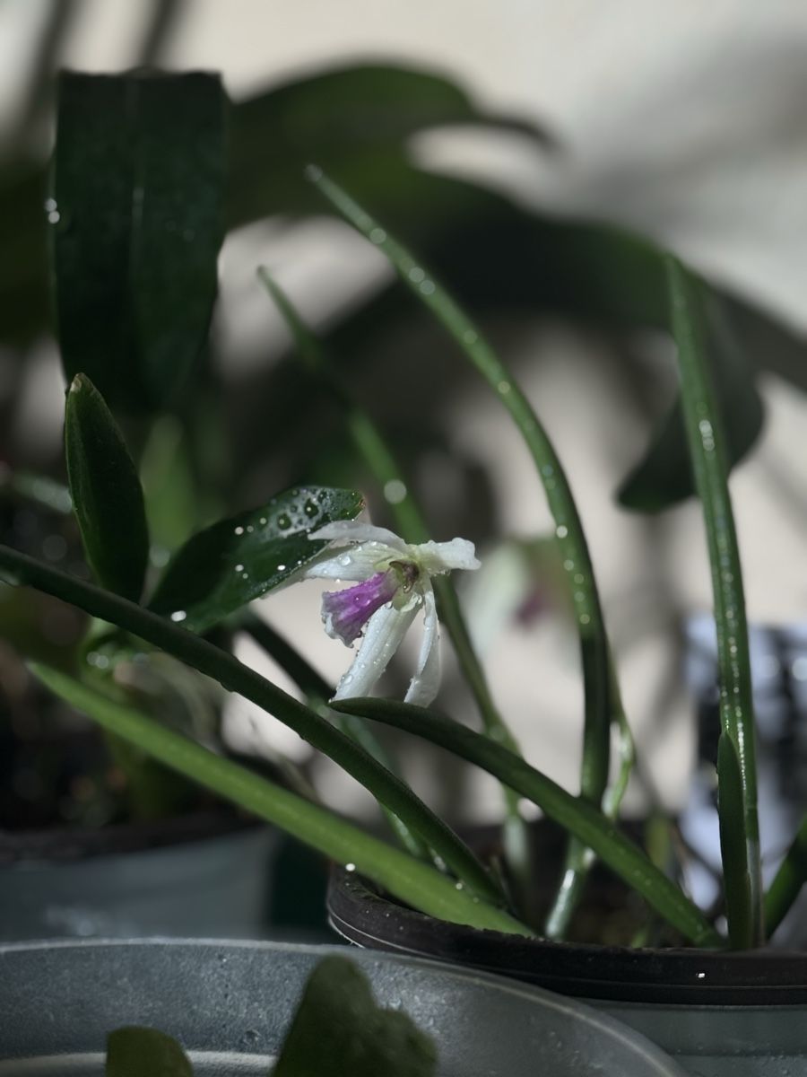 Pflanzen & Samen: Leptotes bicolor – Gebraucht aus Männedorf von mrclst