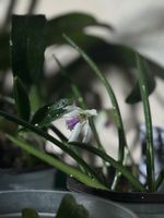 Leptotes bicolor