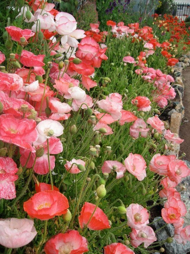 Piante & sementi: 500 Samen Mohn FALLING IN LOVE – Nuovo (secondo la descrizione) da Ehrendingen venduto da VerveinaSamen 3