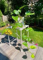 🌿 Efeutute (Epipremnum aureum) in Hydrokultur mit Topf🌿