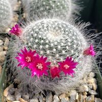 Kaktussamen / Mammillaria hahniana