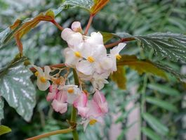 Begonia aconitifolia, Jungpflanze, Stammbegonie