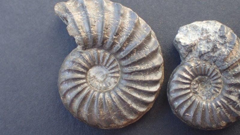 Fossiles: 5 Pyrit Ammoniten Frankreich – D'occasion à Rickenbach BL par Oktober68 2