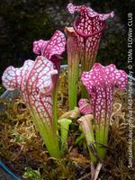 Sarracenia Leucophylla - die elegante Schlauchpflanze