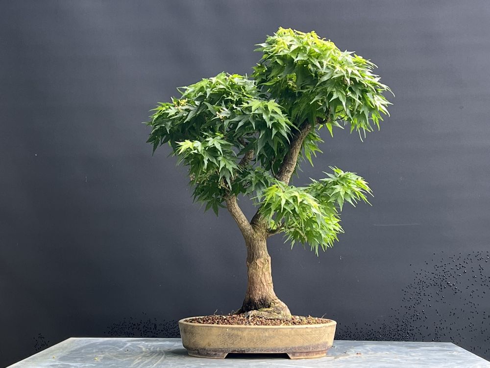 Mikawa Yatsubusa Fächerahorn Ahorn Bonsai Kaufen auf Ricardo