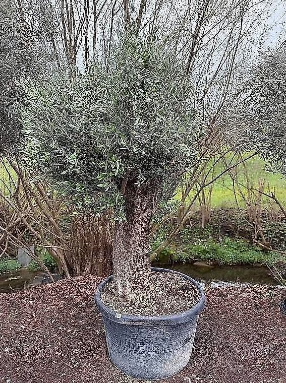 Plantes & graines: Olivenbaum "Olea Europea 19" – Neuf avec emballage d'origine à Zuckenriet par Thur_Plant 3
