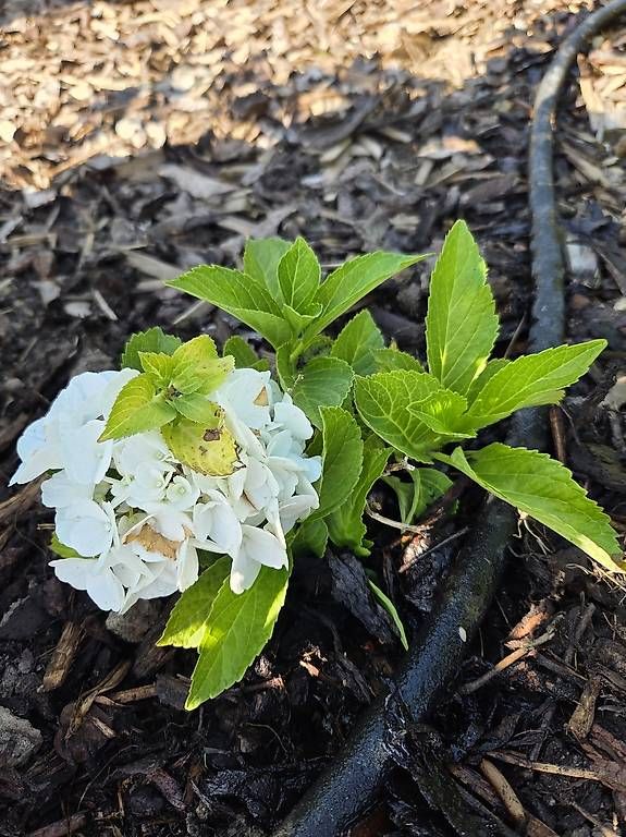 Plantes & graines: Hortensie – D'occasion à Jona par pau_g7rc 1