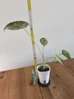 Alocasia Dragon Scale Mint Variegata im SB-Topf