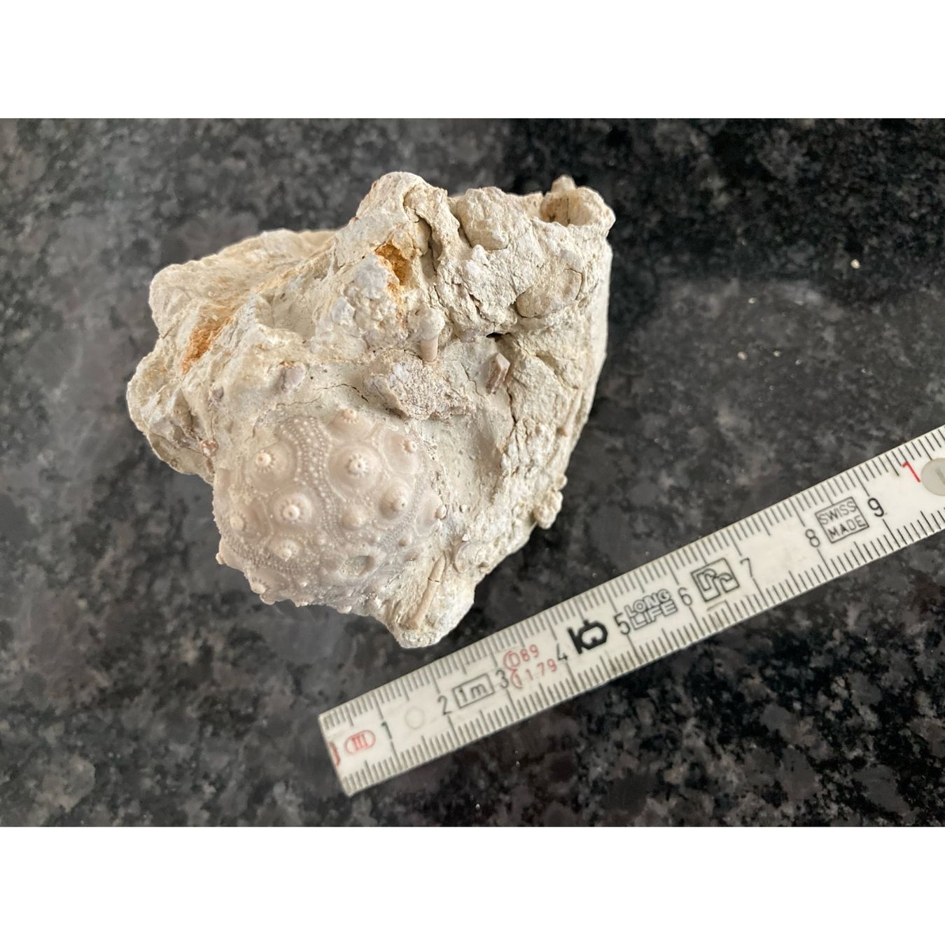 Fossili: Seeigel auf Matrix  - Fossilen  - Versteinerung – Usato da Abtwil AG venduto da Gremlin_gizmo 3