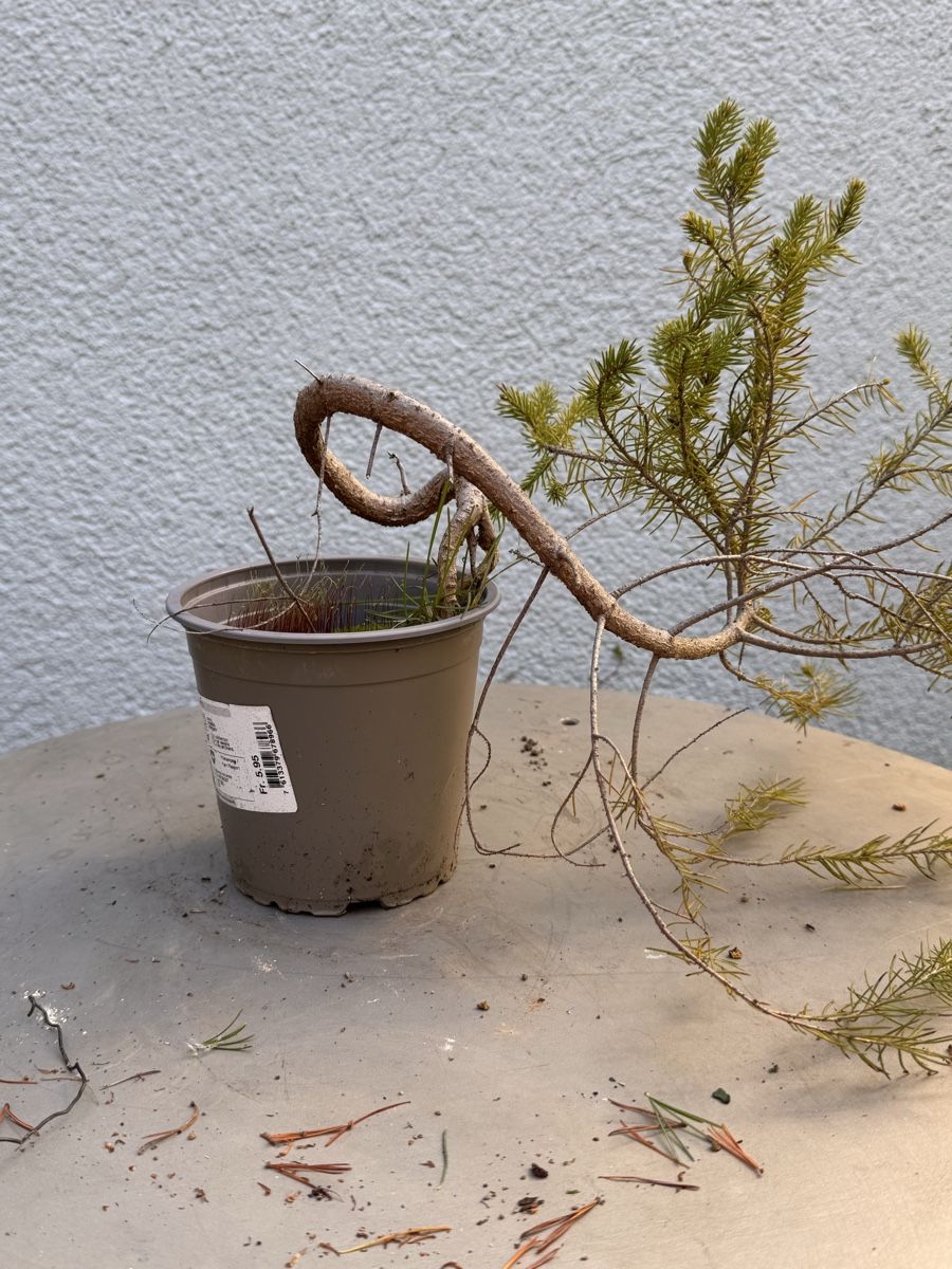 Plantes & graines: Bonsai/Fichte – D'occasion à Münchwilen TG par baluzi3 1