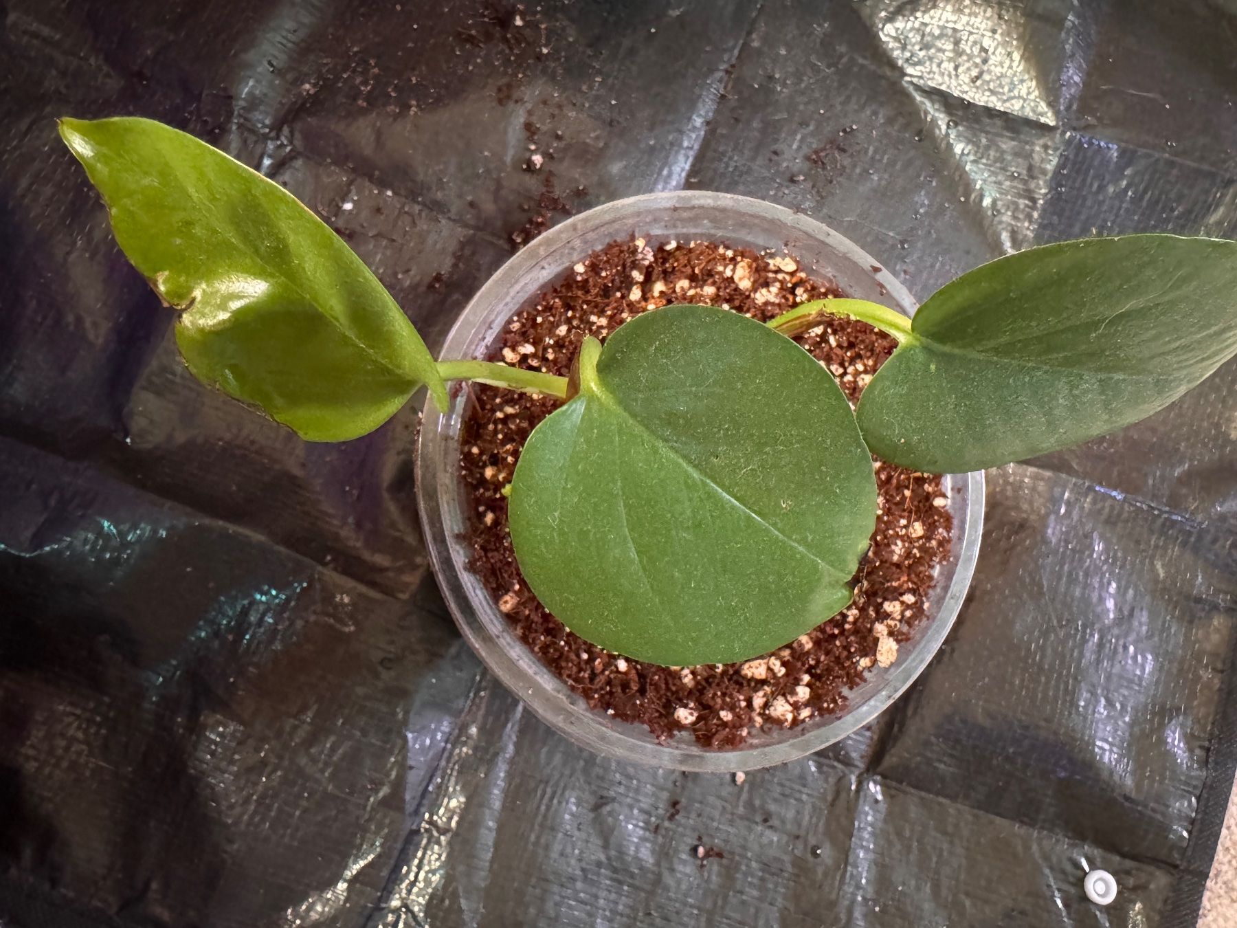 Pflanzen & Samen: Pothos – Gebraucht aus Neyruz FR von mel_lk5z
