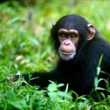 Profile image of Schimpanse09