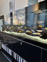 Aquarium - auf höchstem Niveau - Exklusivität pur