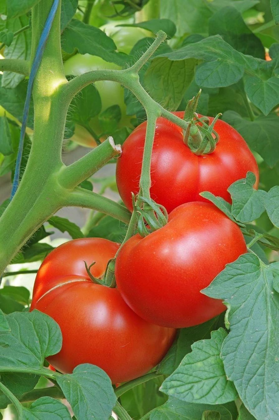 Piante & sementi: 50 Samen SAINT PIERRE SWEET Tomate – Nuovo (secondo la descrizione) da Ehrendingen venduto da VerveinaSamen 4