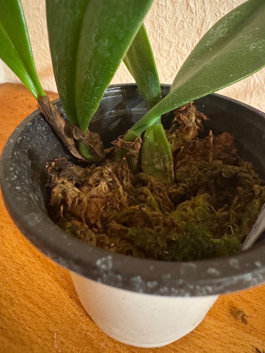 Pflanzen & Samen: Bulbophyllum grandiflorum – Gebraucht aus Männedorf von mrclst 3