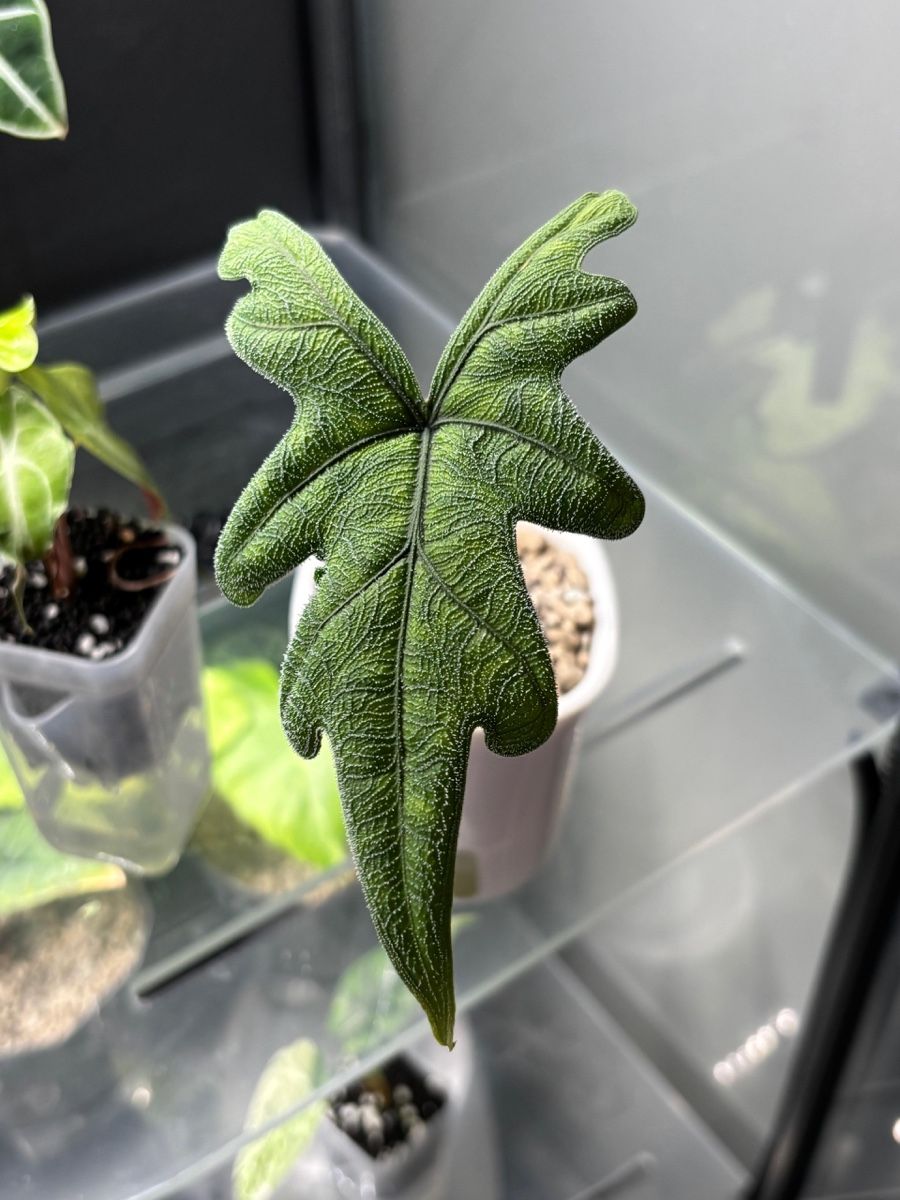 Piante & sementi: Alocasia Jacklyn rizhom – Nuovo e nell'imballaggio originale da Taverne venduto da Alexbernasconi14
