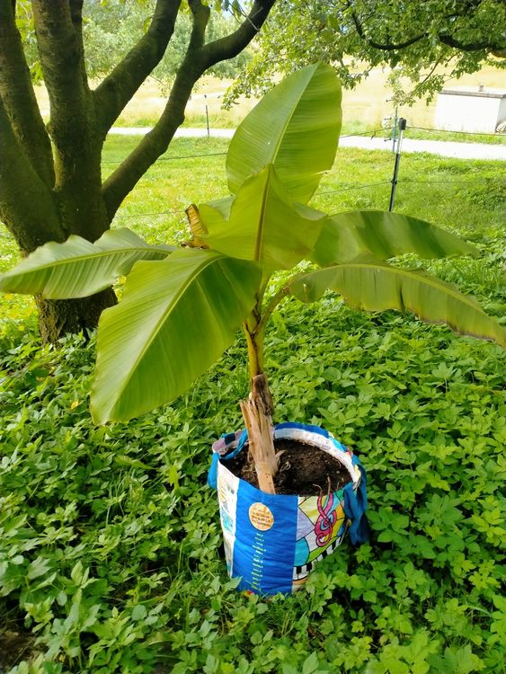 Japanische Faser Banane BananenBaum ca.Grsse 90/140 (2) (Gebraucht) in  Kssnacht am Rigi fr CHF 39.9  nur Abholung auf Ricardo kaufen