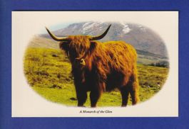 VACHE - A Monarch of the Glen