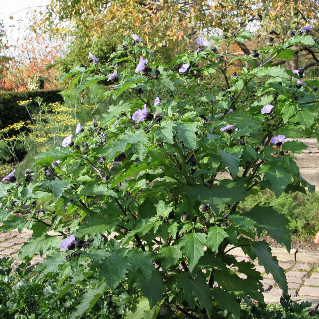 Piante & sementi: GIFTBEERE (Nicandra physalodes) Pflanze – Nuovo (secondo la descrizione) da Hinteregg venduto da ERFOLG78 4