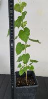Schwarze Maulbeerbaum Jungpflanze gut entwickelt im Topf