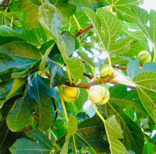 XXL (150 cm) Echte Feigenbaum " FICUS PANACHÉ" GESTREIFT Kaufen auf