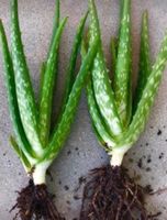 2stk x 20 cm BABIES ALOE VERA CHINENSIS