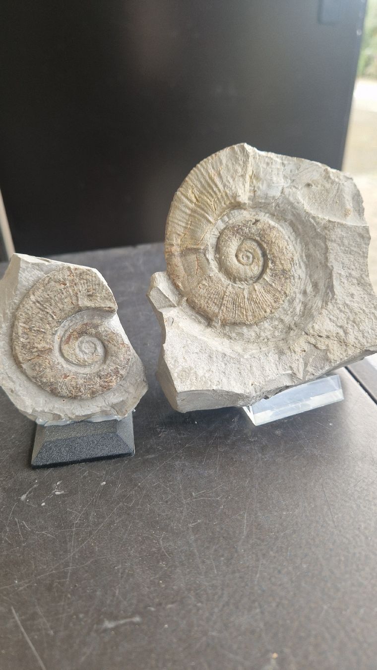 Fossilien: Ammoniten aus Frankreich  – Neu und originalverpackt aus Niederhasli von rehauge01 1
