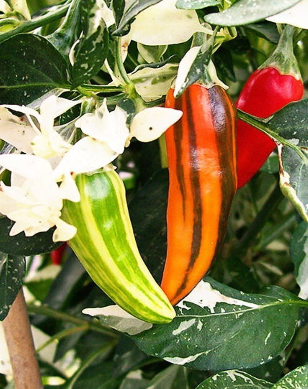 Piante & sementi: Piment pepper fish  10g – Nuovo (secondo la descrizione) da Bremblens venduto da FIBONACCI369