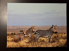 Fotoleinwand Zebrafamilie - Wandbild 30×40cm - Abholung 8404
