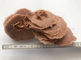 Große Sandrose