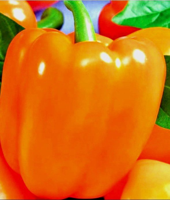 Piante & sementi: 20 Samen Orange "Paprika" Graines Poivron Orange – Nuovo e nell'imballaggio originale da Rovio venduto da POSITIFFARTandPLANTS 4
