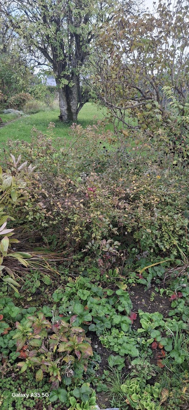 Piante & sementi: Rosenstrauch – Usato da Buttwil venduto da mon_wsy9 3