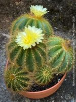 Notocactus (Parodia) Warasii - Kaktusfamilie - 5-6 Pflanzen